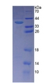 PITPNB Protein - Recombinant  Phosphatidylinositol Transfer Protein Beta By SDS-PAGE