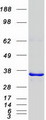 PITPNB Protein - Purified recombinant protein PITPNB was analyzed by SDS-PAGE gel and Coomassie Blue Staining