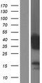 PITPNC1 Protein - Western validation with an anti-DDK antibody * L: Control HEK293 lysate R: Over-expression lysate