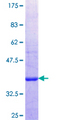 PITPNC1 Protein - 12.5% SDS-PAGE Stained with Coomassie Blue.