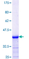 PITPNM1 / NIR2 Protein - 12.5% SDS-PAGE Stained with Coomassie Blue.