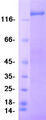 PITPNM1 / NIR2 Protein - Purified recombinant protein PITPNM1 was analyzed by SDS-PAGE gel and Coomassie Blue Staining