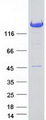 PITPNM2 / NIR3 Protein - Purified recombinant protein PITPNM2 was analyzed by SDS-PAGE gel and Coomassie Blue Staining