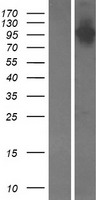PITPNM3 / NIR1 Protein - Western validation with an anti-DDK antibody * L: Control HEK293 lysate R: Over-expression lysate