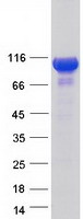 PITPNM3 / NIR1 Protein - Purified recombinant protein PITPNM3 was analyzed by SDS-PAGE gel and Coomassie Blue Staining
