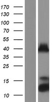 PITX1 Protein - Western validation with an anti-DDK antibody * L: Control HEK293 lysate R: Over-expression lysate