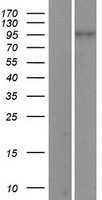 PIWIL1 / PIWI Protein - Western validation with an anti-DDK antibody * L: Control HEK293 lysate R: Over-expression lysate