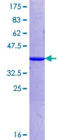 PIWIL1 / PIWI Protein - 12.5% SDS-PAGE Stained with Coomassie Blue.