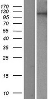 PIWIL2 Protein - Western validation with an anti-DDK antibody * L: Control HEK293 lysate R: Over-expression lysate