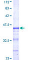 PJA1 / PRAJA1 Protein - 12.5% SDS-PAGE Stained with Coomassie Blue.