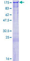 PJA2 Protein - 12.5% SDS-PAGE of human PJA2 stained with Coomassie Blue