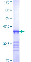 PJA2 Protein - 12.5% SDS-PAGE Stained with Coomassie Blue.