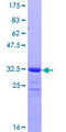 PKIA Protein - 12.5% SDS-PAGE of human PKIA stained with Coomassie Blue
