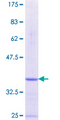 PKIA Protein - 12.5% SDS-PAGE Stained with Coomassie Blue.