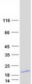 PKIA Protein - Purified recombinant protein PKIA was analyzed by SDS-PAGE gel and Coomassie Blue Staining