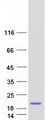 PKIB Protein - Purified recombinant protein PKIB was analyzed by SDS-PAGE gel and Coomassie Blue Staining