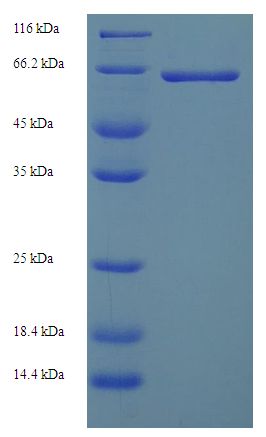 PKLR Protein