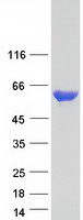 PKM / Pyruvate Kinase, Muscle Protein - Purified recombinant protein PKM was analyzed by SDS-PAGE gel and Coomassie Blue Staining