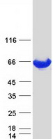 PKM / Pyruvate Kinase, Muscle Protein - Purified recombinant protein PKM was analyzed by SDS-PAGE gel and Coomassie Blue Staining