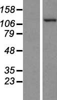 PKN2 Protein - Western validation with an anti-DDK antibody * L: Control HEK293 lysate R: Over-expression lysate
