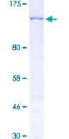 PKN3 Protein - 12.5% SDS-PAGE of human PKN3 stained with Coomassie Blue