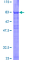 PKNOX1 / PREP1 Protein - 12.5% SDS-PAGE of human PKNOX1 stained with Coomassie Blue