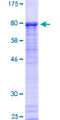 PKNOX2 Protein - 12.5% SDS-PAGE of human PKNOX2 stained with Coomassie Blue