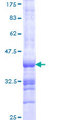 PKP1 / Plakophilin 1 Protein - 12.5% SDS-PAGE Stained with Coomassie Blue.