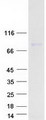 PKP1 / Plakophilin 1 Protein - Purified recombinant protein PKP1 was analyzed by SDS-PAGE gel and Coomassie Blue Staining