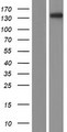 PKP4 / Plakophilin 4 Protein - Western validation with an anti-DDK antibody * L: Control HEK293 lysate R: Over-expression lysate