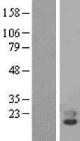 PLA2G10 Protein - Western validation with an anti-DDK antibody * L: Control HEK293 lysate R: Over-expression lysate