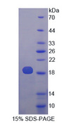 PLA2G10 Protein - Recombinant Phospholipase A2, Group X By SDS-PAGE