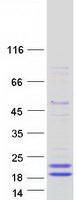 PLA2G10 Protein - Purified recombinant protein PLA2G10 was analyzed by SDS-PAGE gel and Coomassie Blue Staining