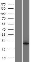PLA2G12A Protein - Western validation with an anti-DDK antibody * L: Control HEK293 lysate R: Over-expression lysate