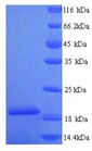 PLA2G12A Protein