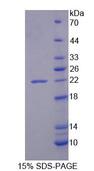 PLA2G12A Protein - Recombinant Phospholipase A2, Group XII (PLA2G12) by SDS-PAGE