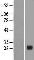 PLA2G12B Protein - Western validation with an anti-DDK antibody * L: Control HEK293 lysate R: Over-expression lysate