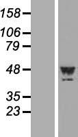 PLA2G15 / ACS Protein - Western validation with an anti-DDK antibody * L: Control HEK293 lysate R: Over-expression lysate