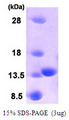 PLA2G16 / HRASLS3 Protein