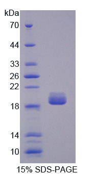 PLA2G1B Protein - Recombinant Phospholipase A2, Pancreas By SDS-PAGE