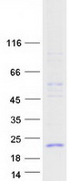 PLA2G1B Protein - Purified recombinant protein PLA2G1B was analyzed by SDS-PAGE gel and Coomassie Blue Staining