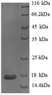 PLA2G2A / SPLA2 Protein - (Tris-Glycine gel) Discontinuous SDS-PAGE (reduced) with 5% enrichment gel and 15% separation gel.