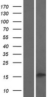 PLA2G2C Protein - Western validation with an anti-DDK antibody * L: Control HEK293 lysate R: Over-expression lysate