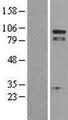 PLA2G4A Protein - Western validation with an anti-DDK antibody * L: Control HEK293 lysate R: Over-expression lysate