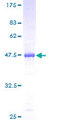 PLA2G4C Protein - 12.5% SDS-PAGE of human PLA2G4C stained with Coomassie Blue