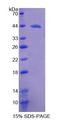 PLA2G4D Protein - Recombinant  Phospholipase A2, Group IVD By SDS-PAGE