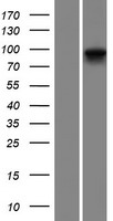 PLA2G4E Protein - Western validation with an anti-DDK antibody * L: Control HEK293 lysate R: Over-expression lysate