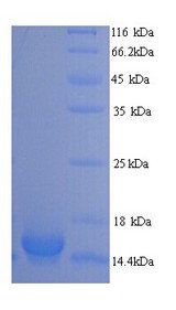 PLA2G5 Protein