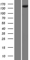 PLA2R / PLA2R1 Protein - Western validation with an anti-DDK antibody * L: Control HEK293 lysate R: Over-expression lysate