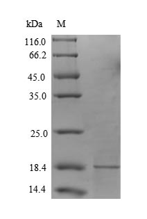 PLA2R / PLA2R1 Protein - (Tris-Glycine gel) Discontinuous SDS-PAGE (reduced) with 5% enrichment gel and 15% separation gel.